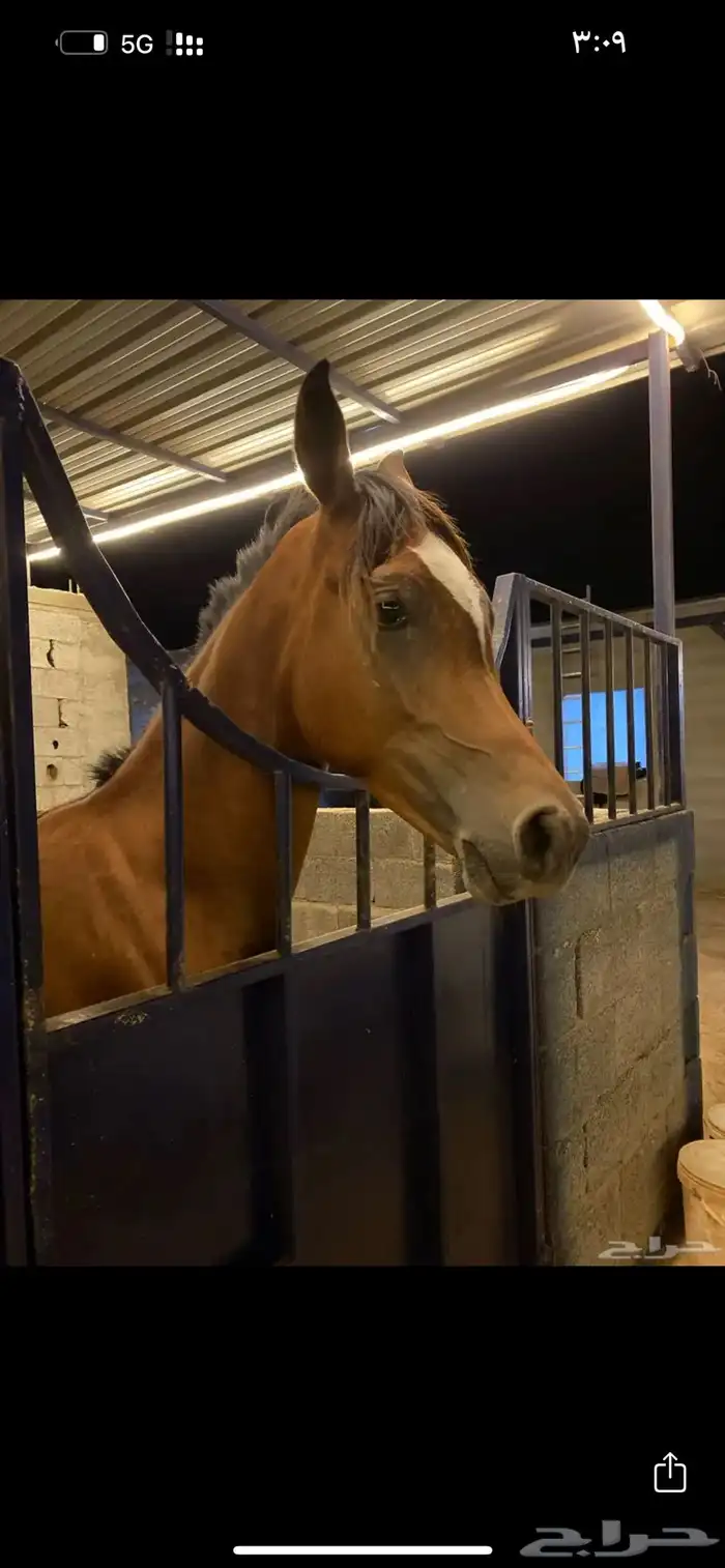 ايواء خيل في ذهبان 4