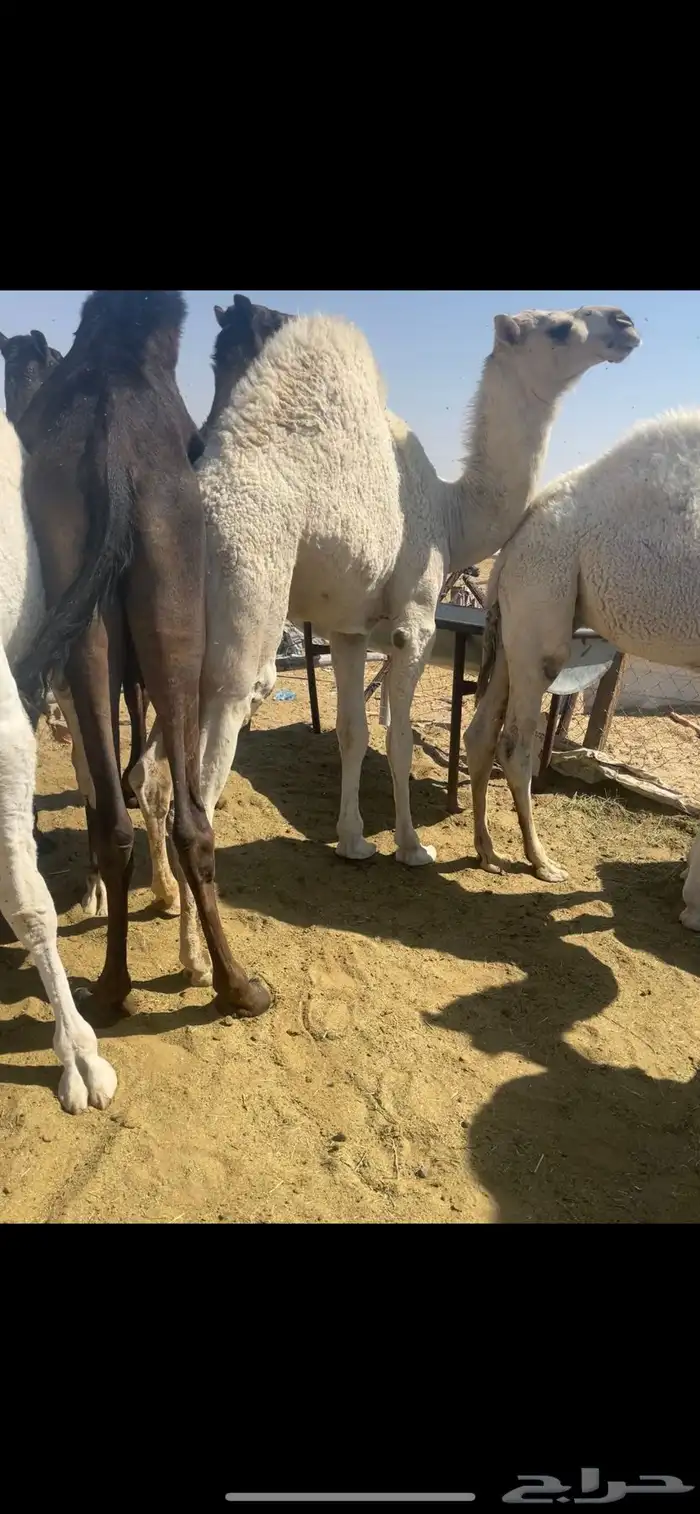 قعود من فوق الكفوو 0