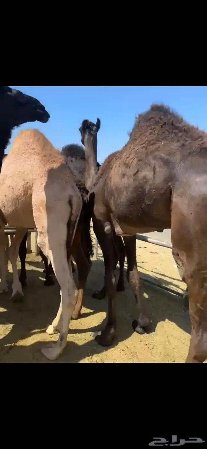 للبيع القعدان الكفو للمبادي وزواجات 3