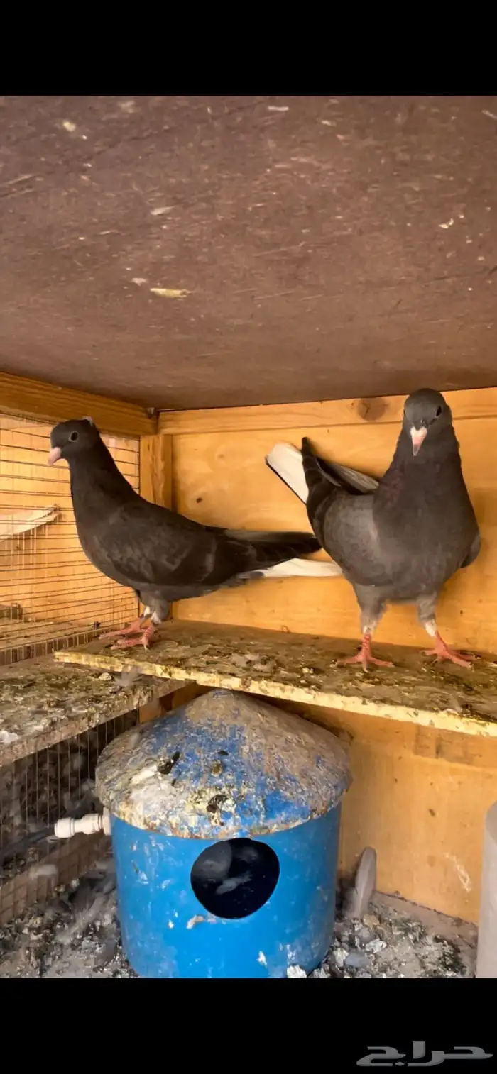 طبات قطيفي للبيع 2