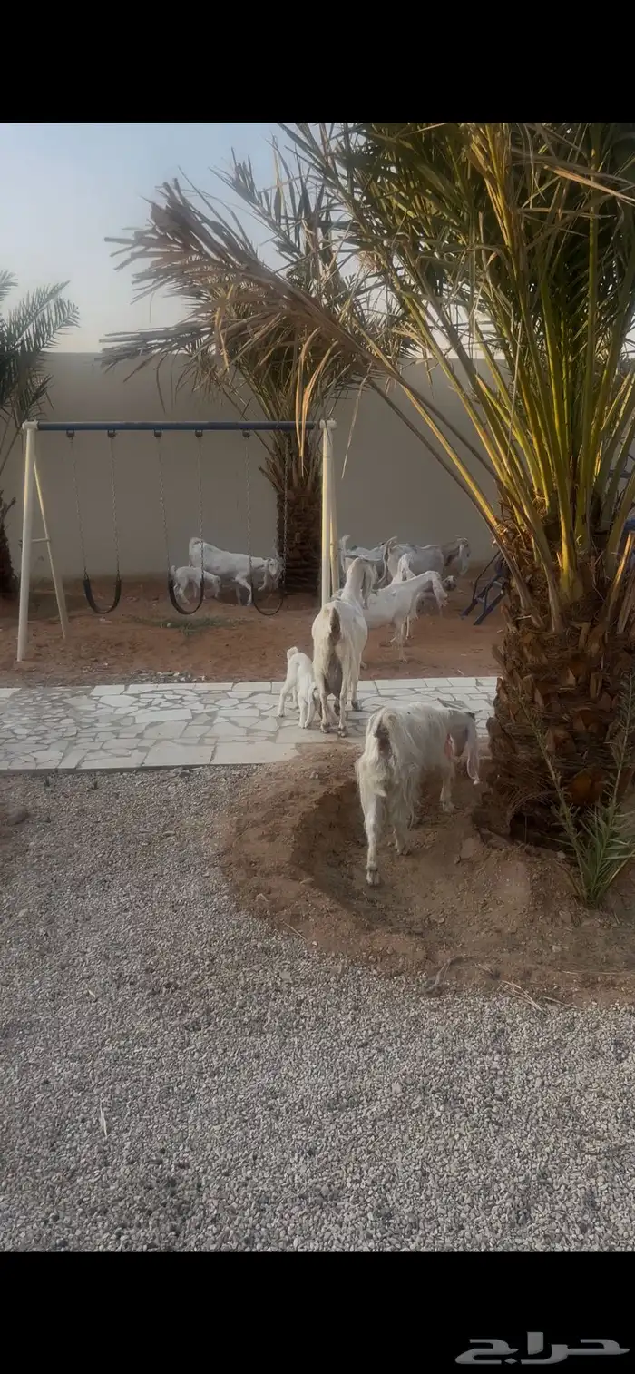 معزا مشاريك وليد 5