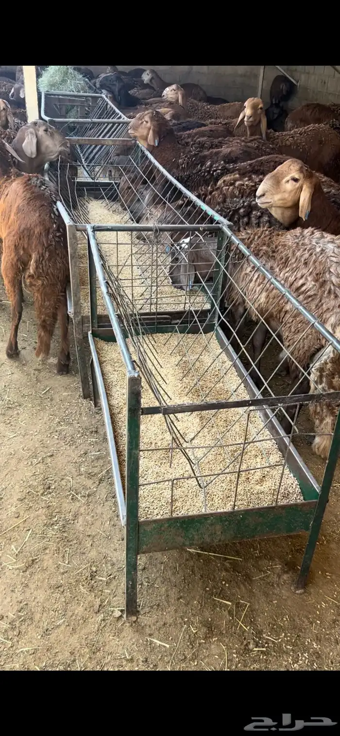 سوق غرب الرياض بن جربوع 2