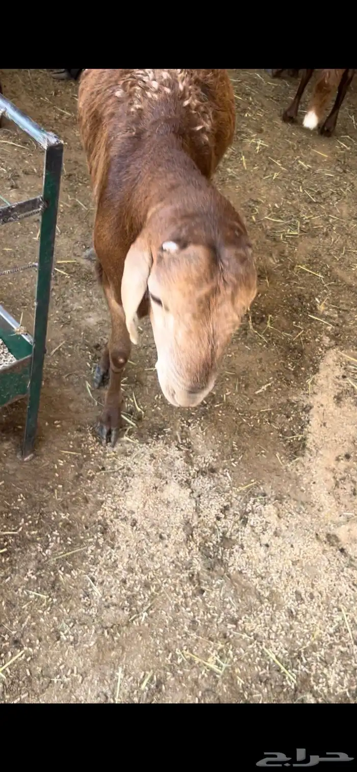 سوق غرب الرياض بن جربوع 3