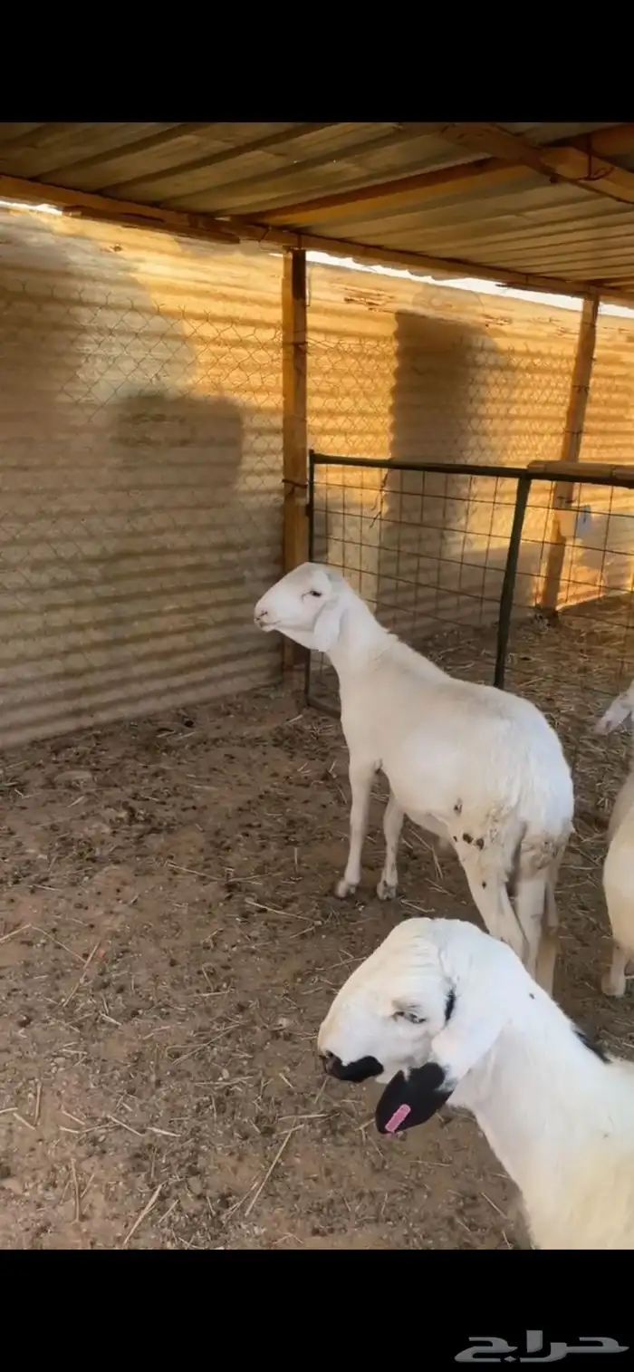 سواكن مرابي 0