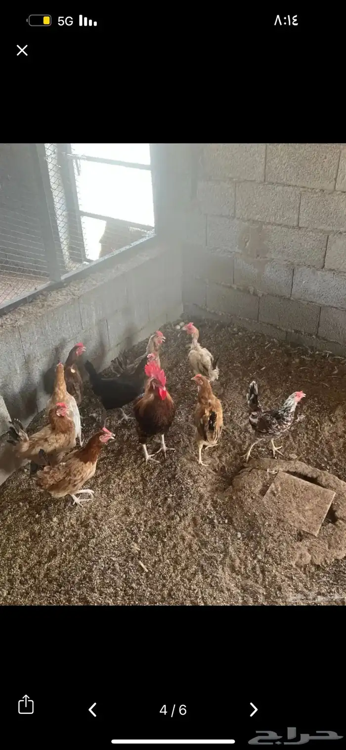 دجاج بلدي بياض 4