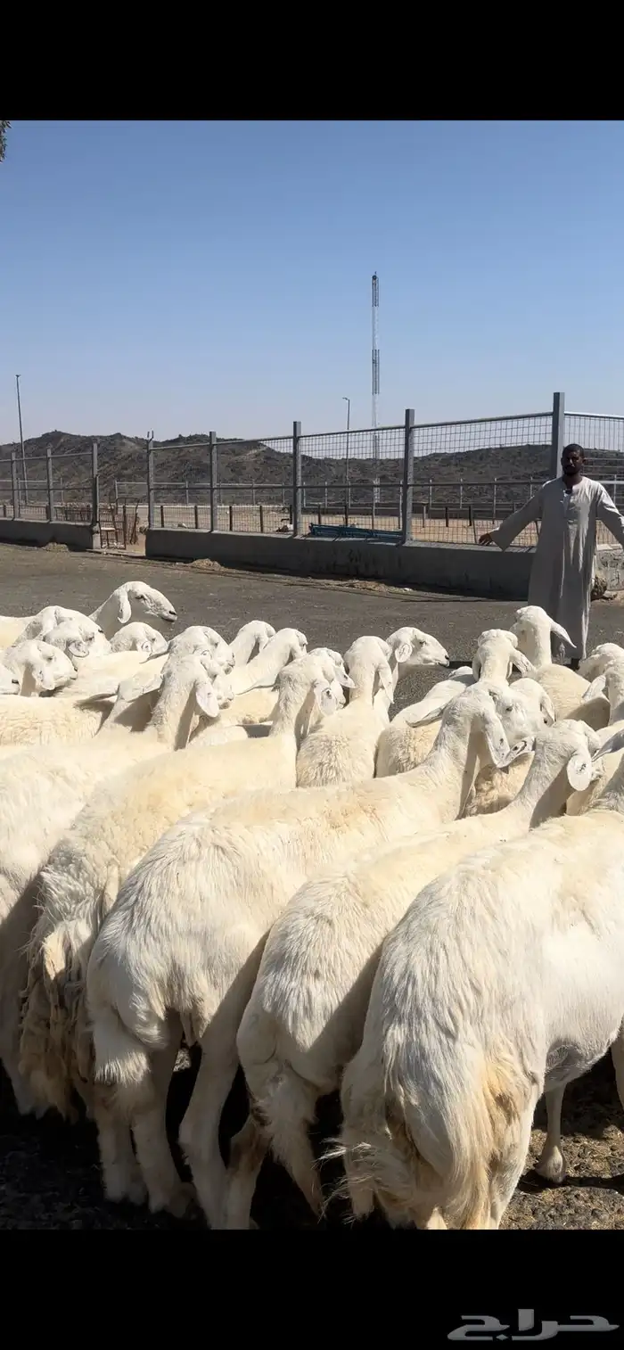 غنم حريات صنف وسم واحد 4