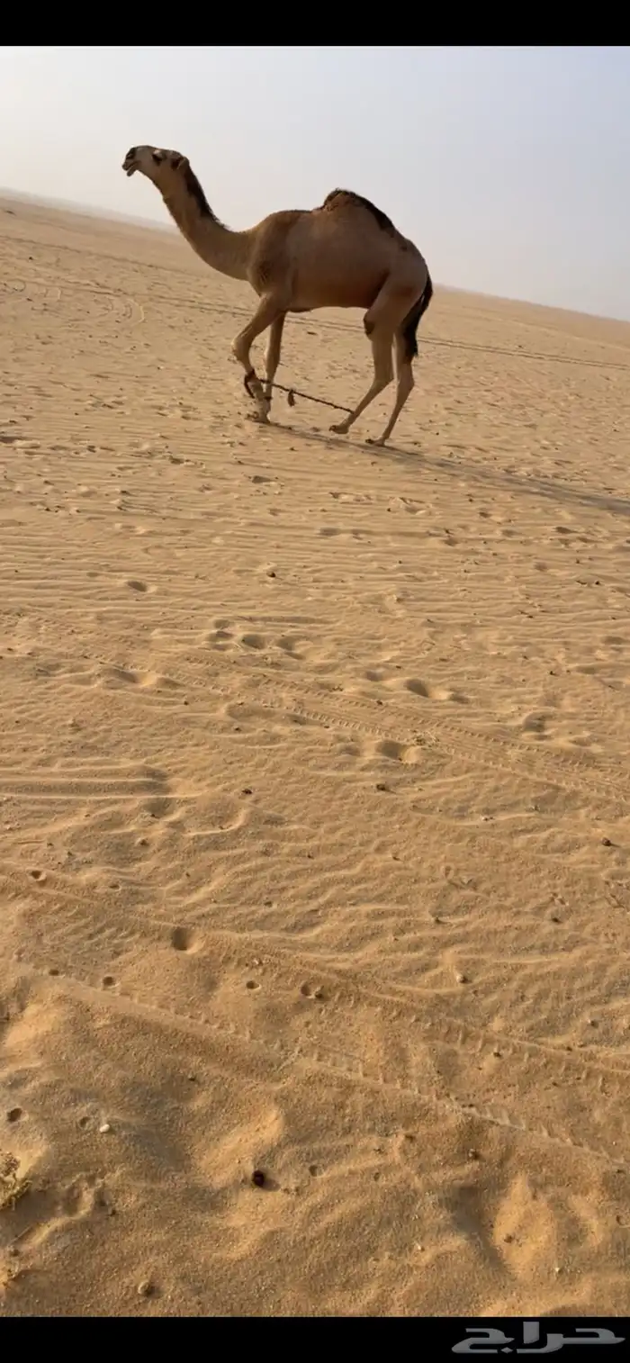 قعود باتلي 2