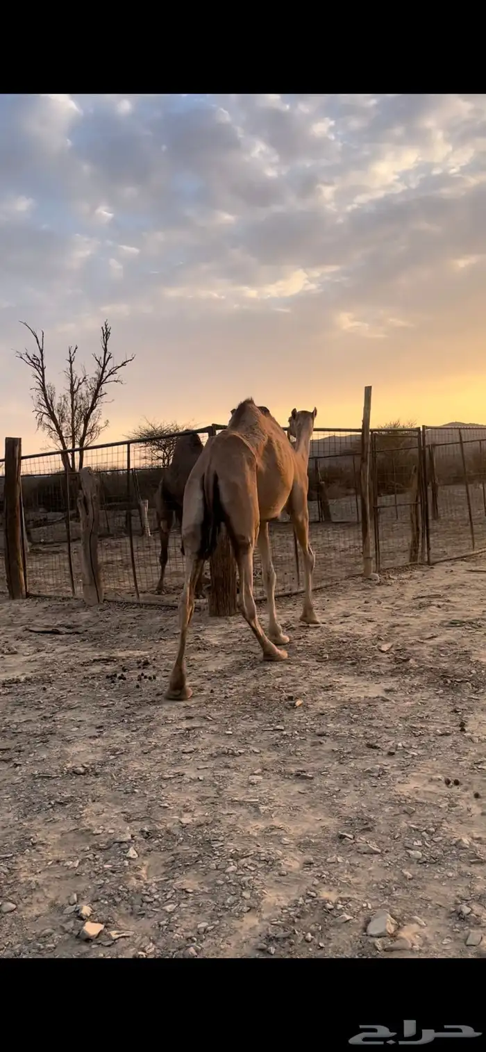 بكره طيبه مزيونه 2