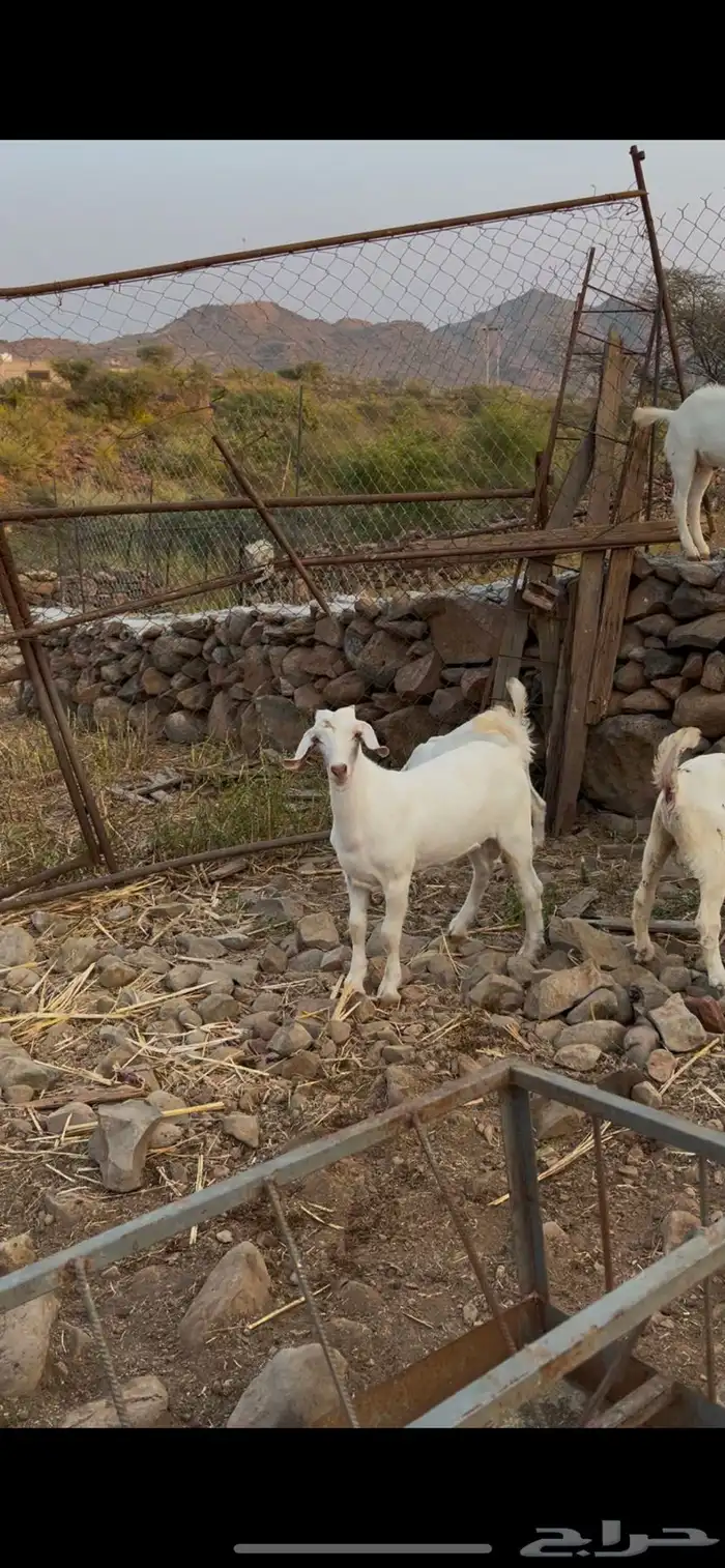 مشاريع فحول وجفار بيشي ابرص 3