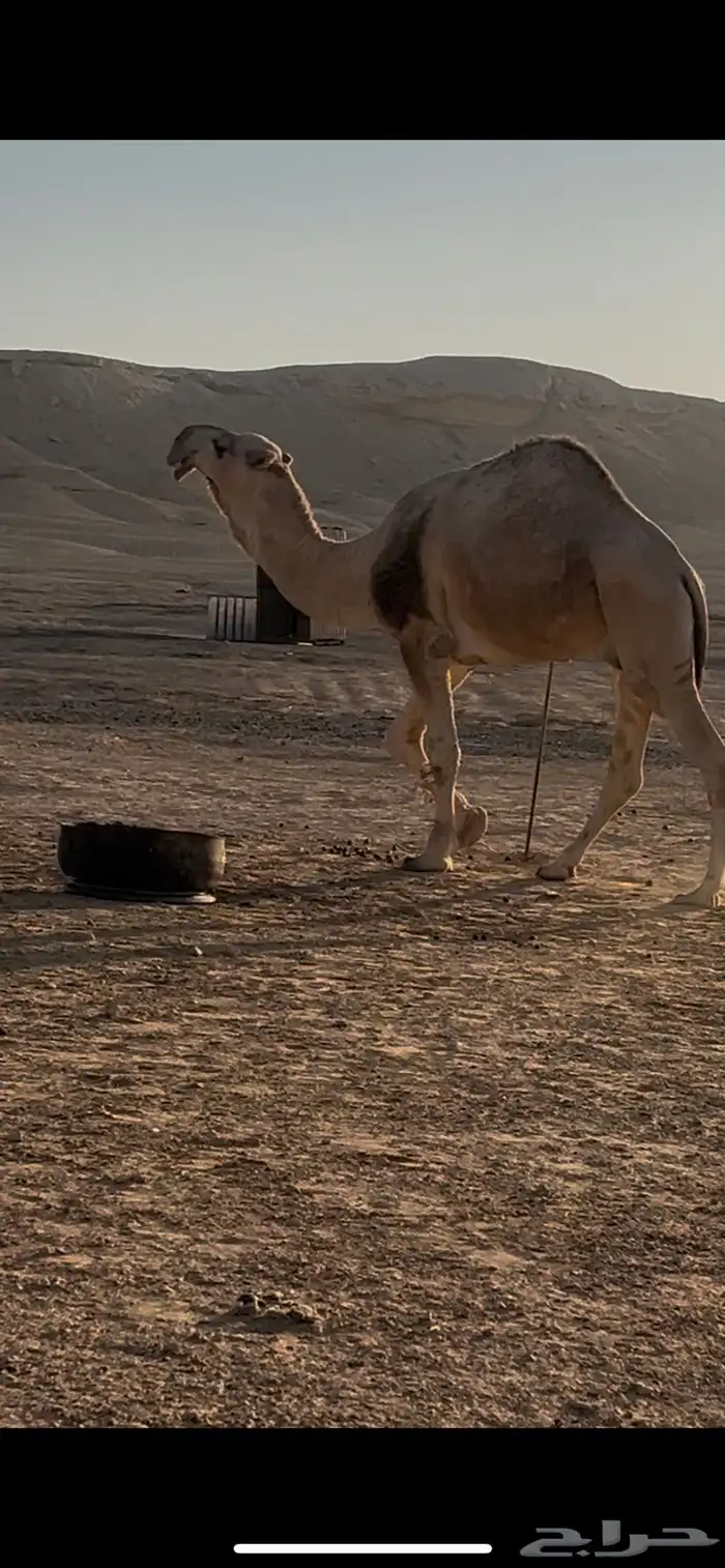 فحل كفو للبيع 0