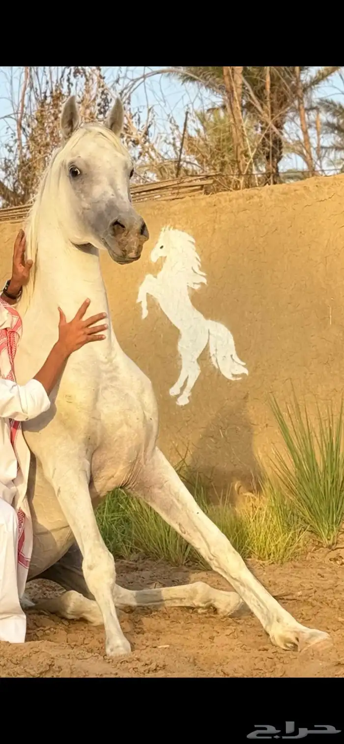 حصان شعبي شيخ 6