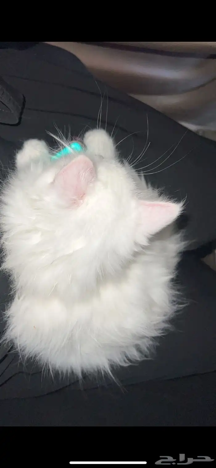 قطط للتبني 4