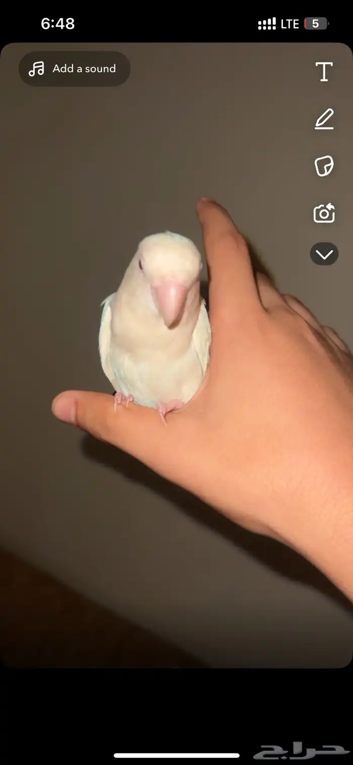 طير روز ذكر البينو عيون حمراء 1