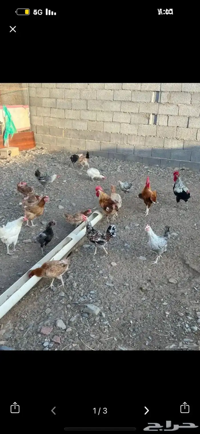 دجاج بلدي بياض 0