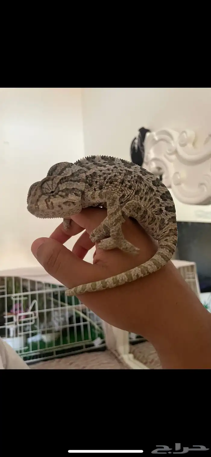 حرباء تغير لونها 0