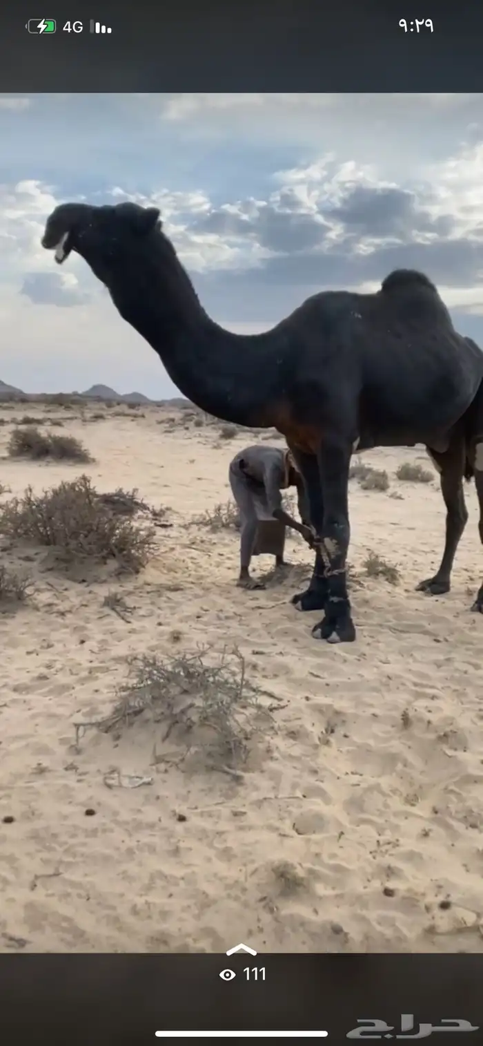 بعير مجهم كفو 0