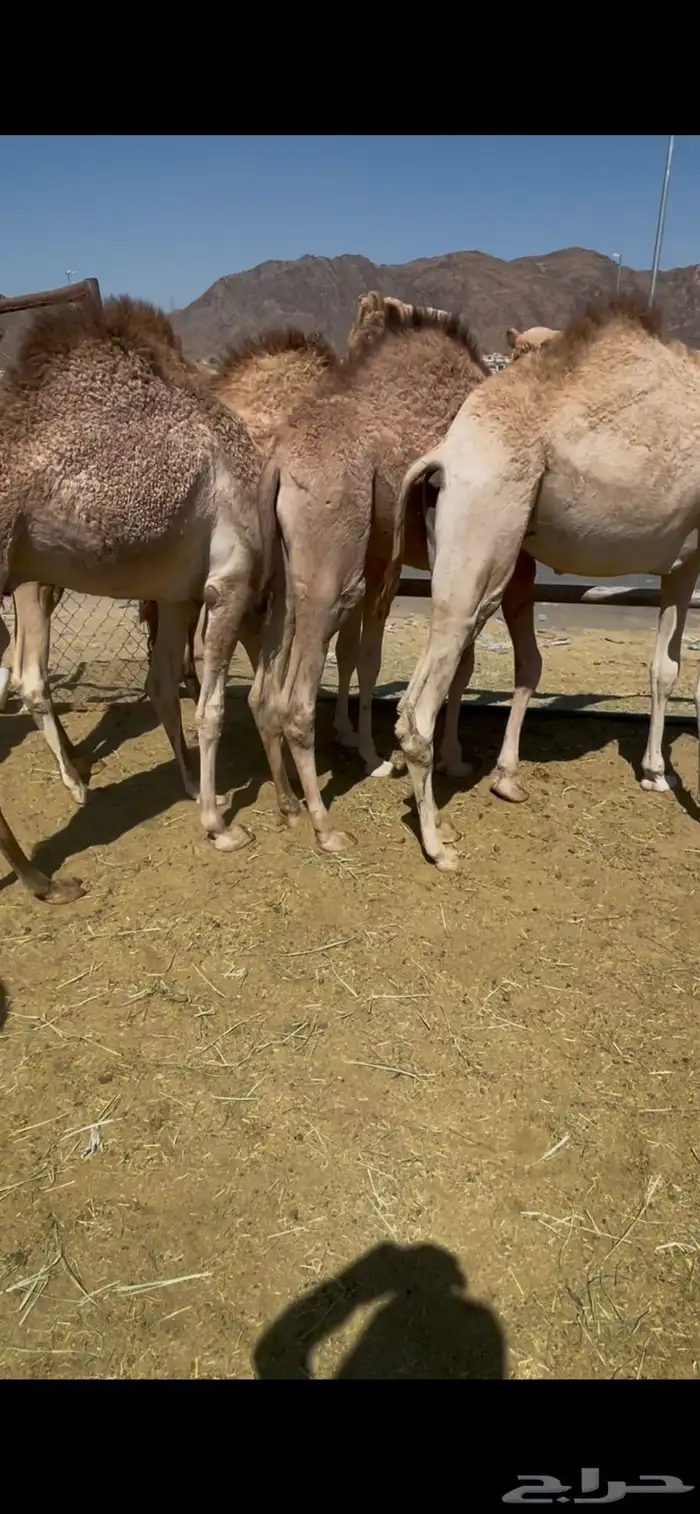 للبيع القعدان الكفو للمبادي وزواجات 7