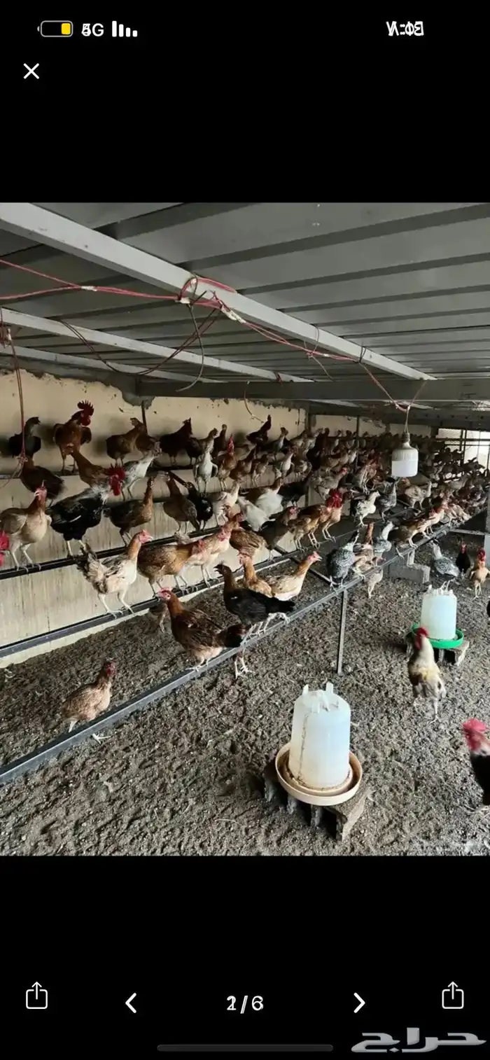 دجاج بلدي بياض 3