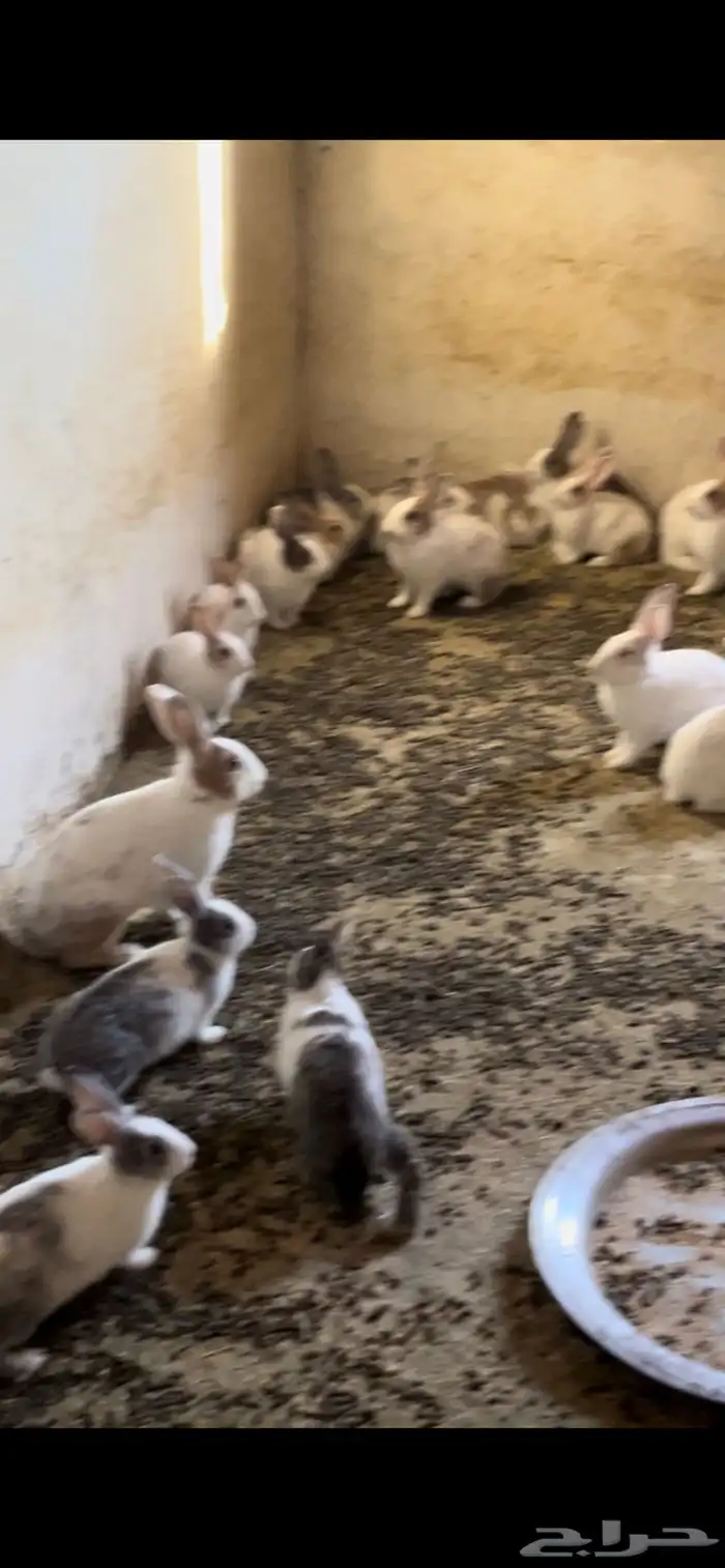 الموقع طريب 1