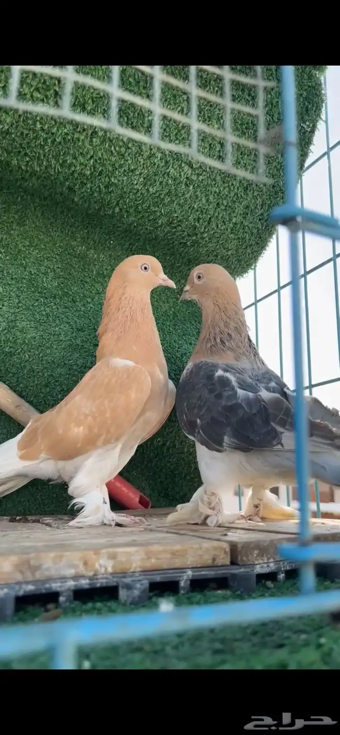 حمام تركي تم البيع 1