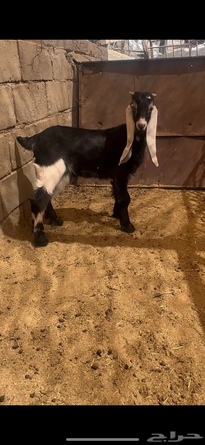 تيس عارضي فحل 4