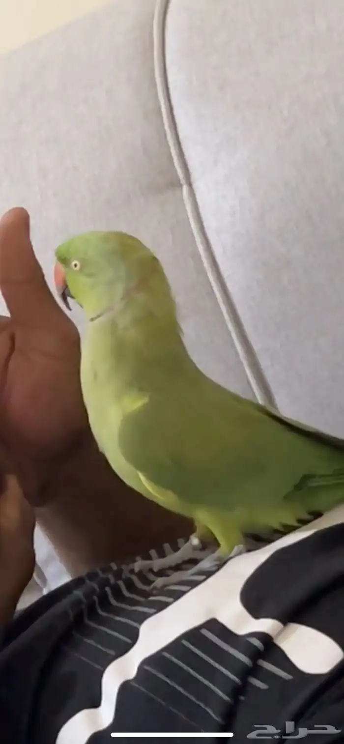 طير درة اليف ومتكلم في الوجه 0