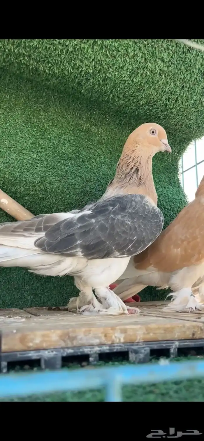 حمام تركي تم البيع 2