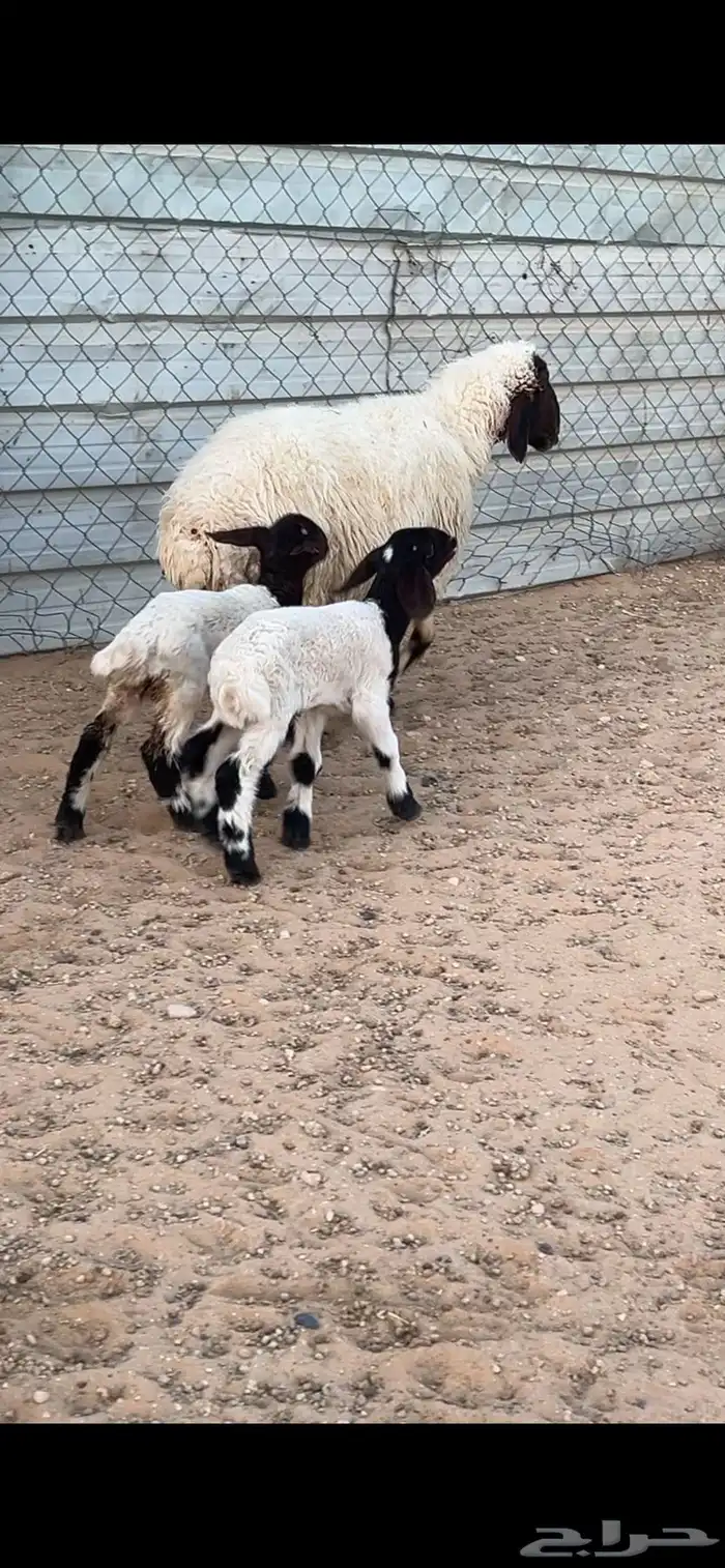 نعيمه متبع تم البيع 0