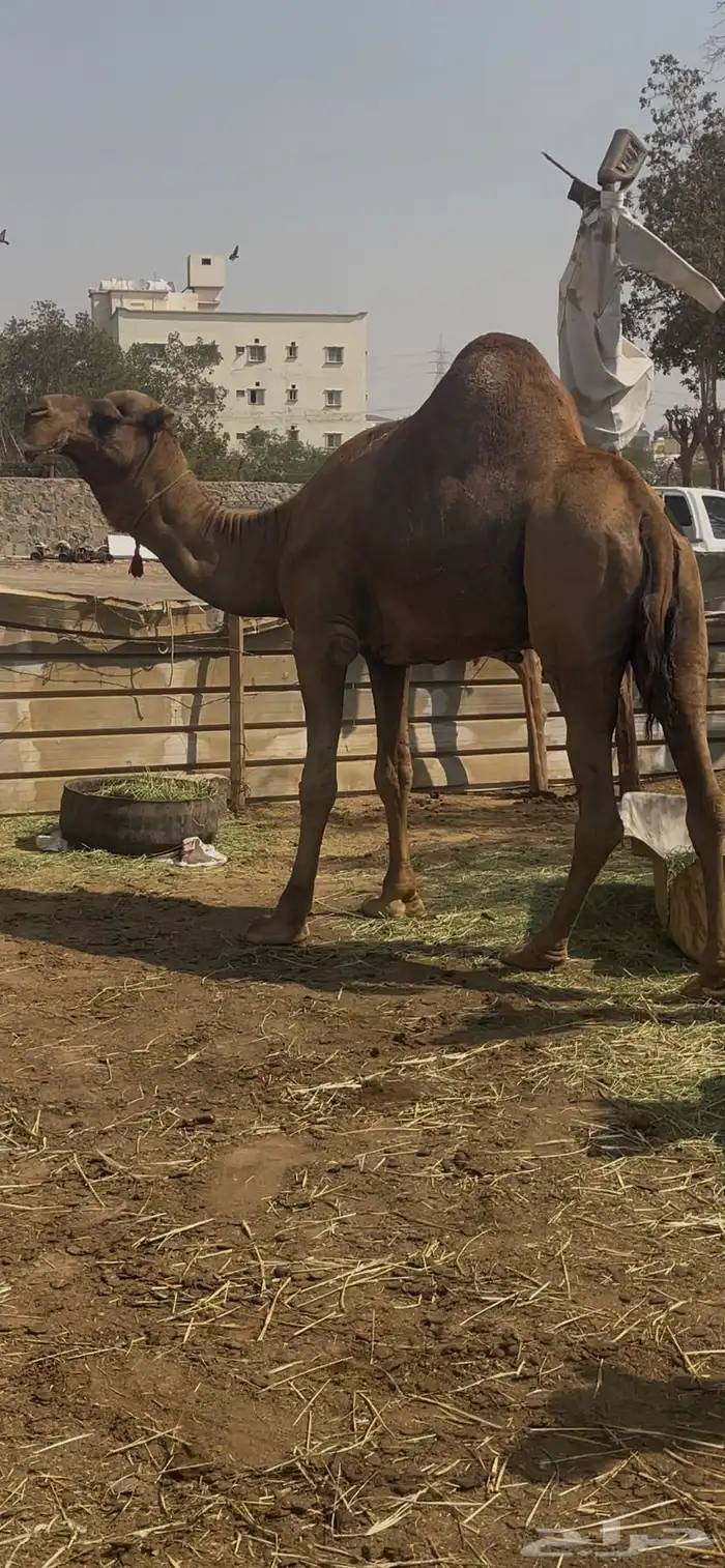 بعير احمر ساحلي فاخر مشروط 2