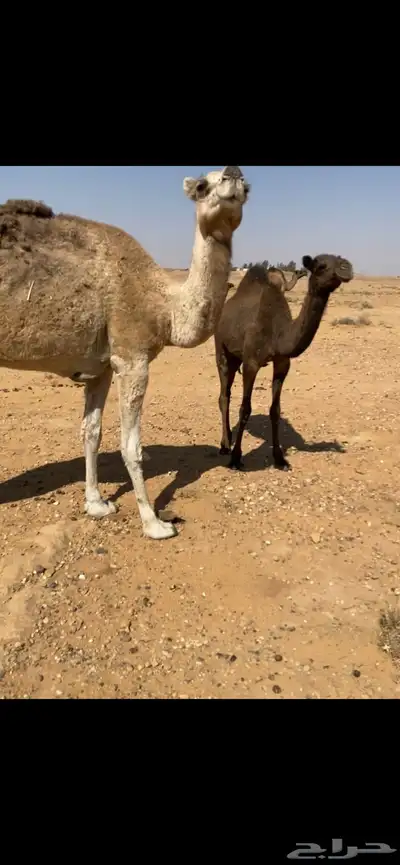 عشاير تحتها بكار index