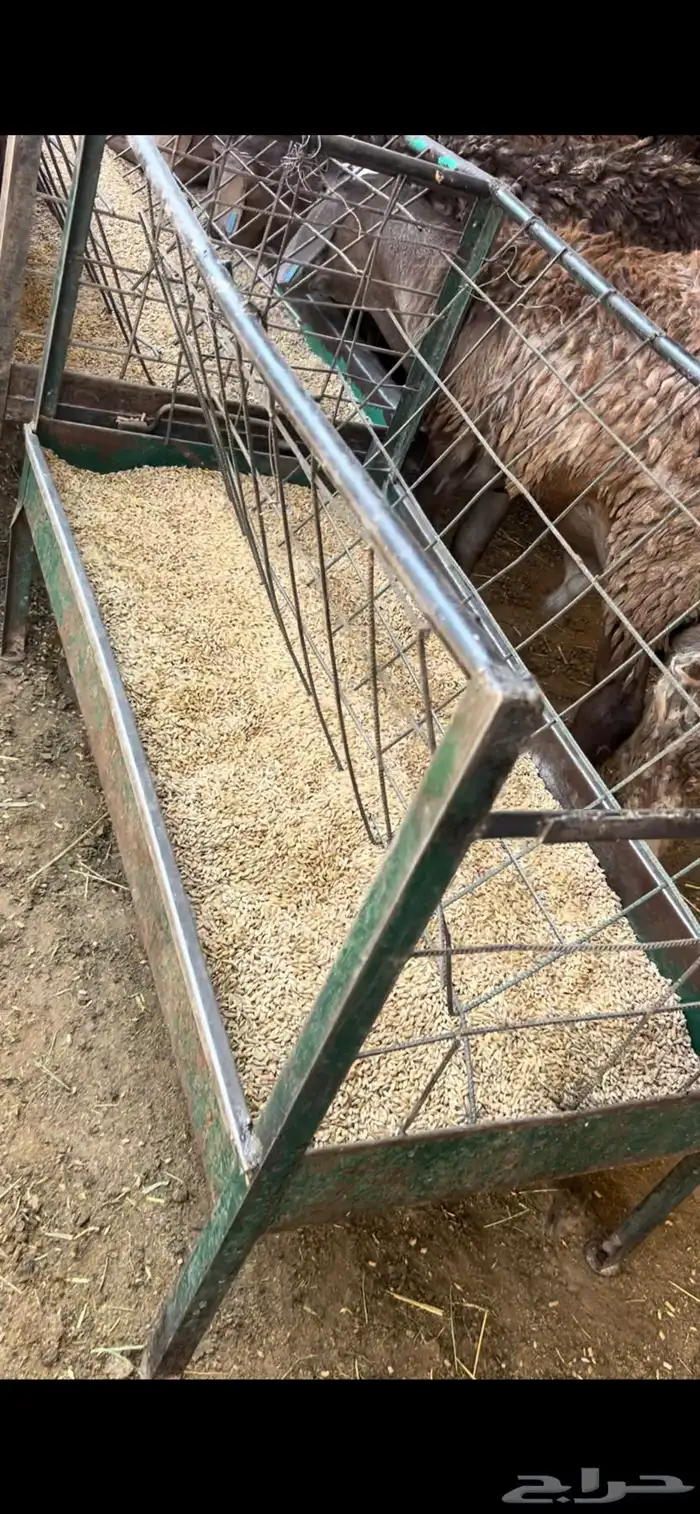 سوق غرب الرياض بن جربوع 4