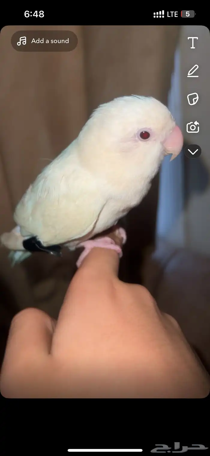 طير روز ذكر البينو عيون حمراء 0