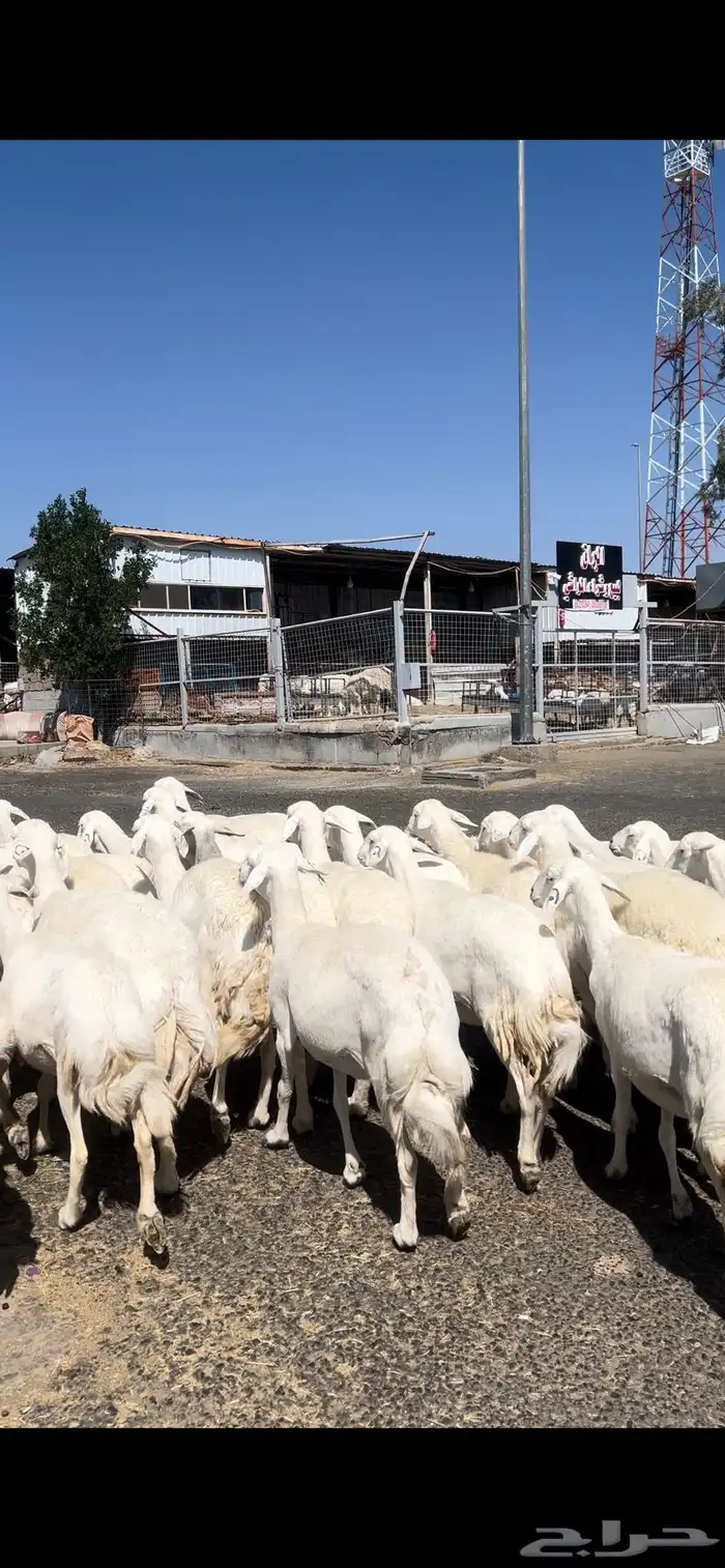 غنم حريات صنف وسم واحد 8