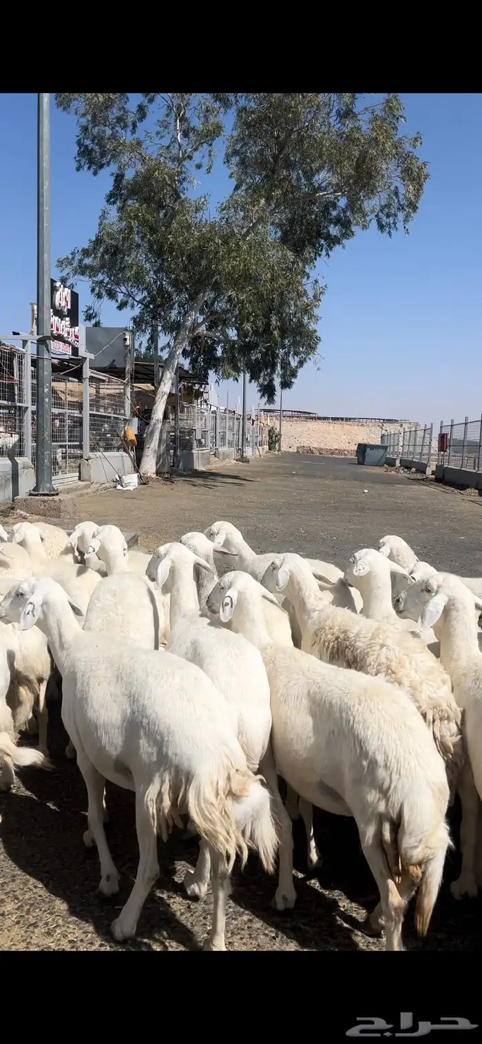 غنم حريات صنف وسم واحد 2