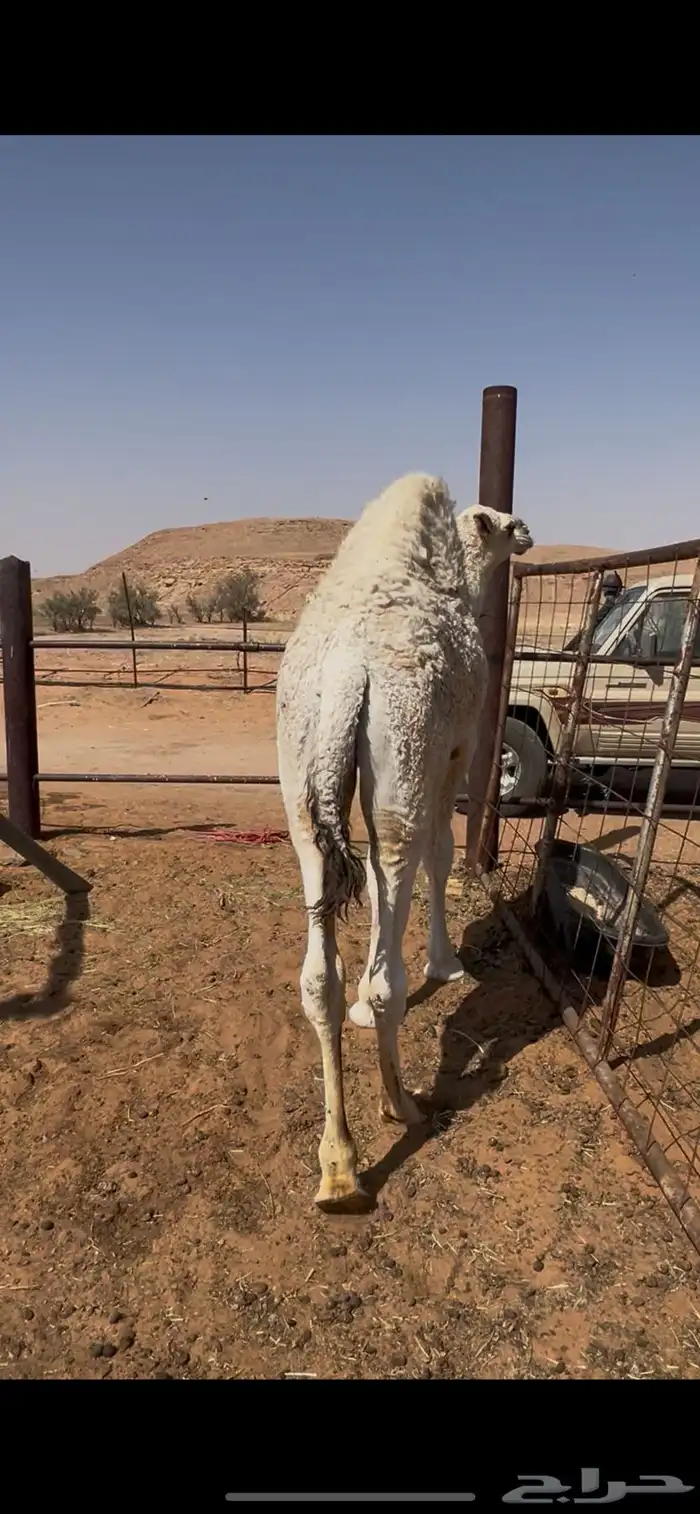 1قعود مفرود طيب 1