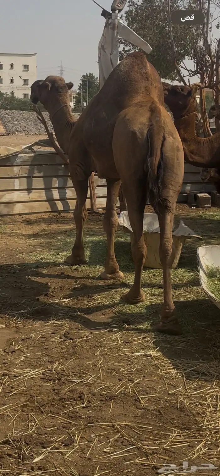 بعير احمر ساحلي فاخر مشروط 3