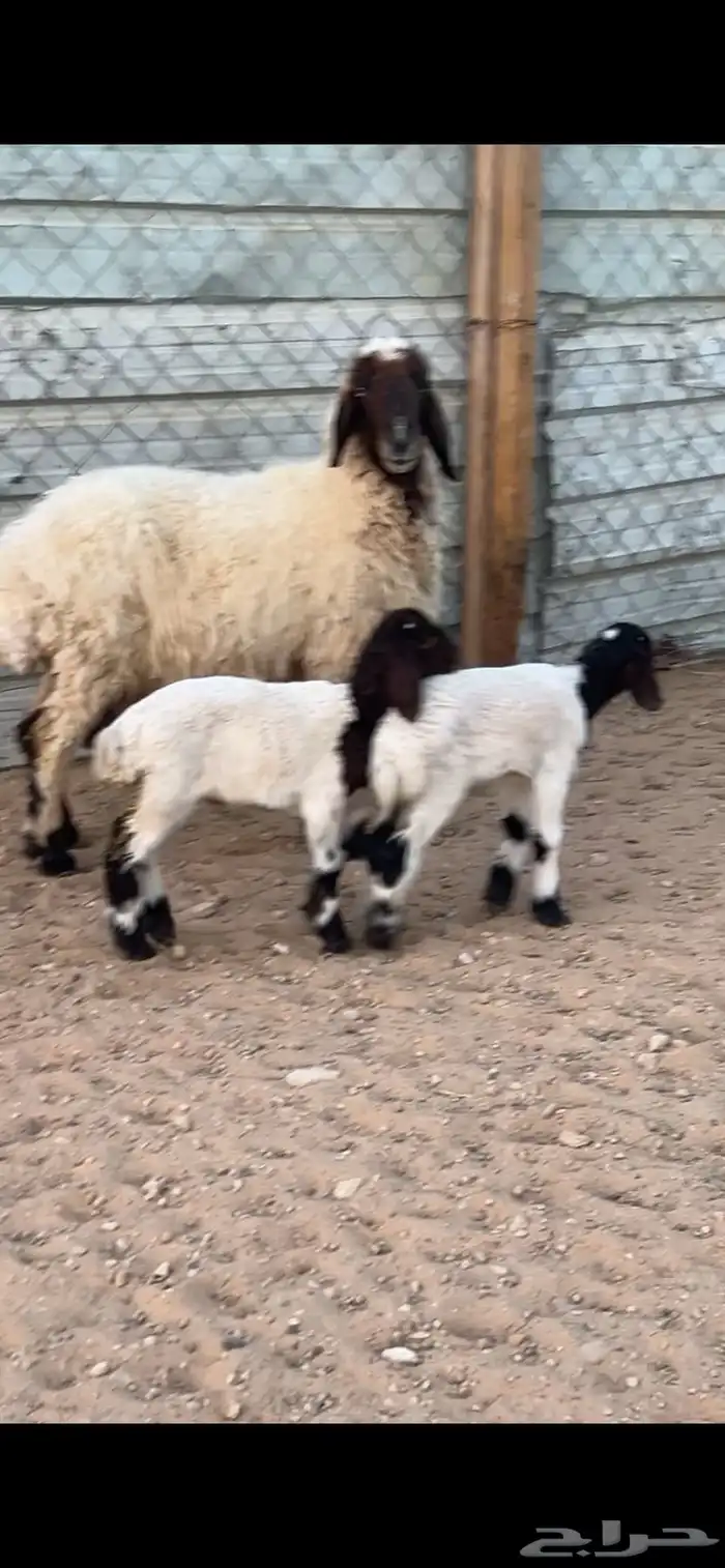 نعيمه متبع تم البيع 1