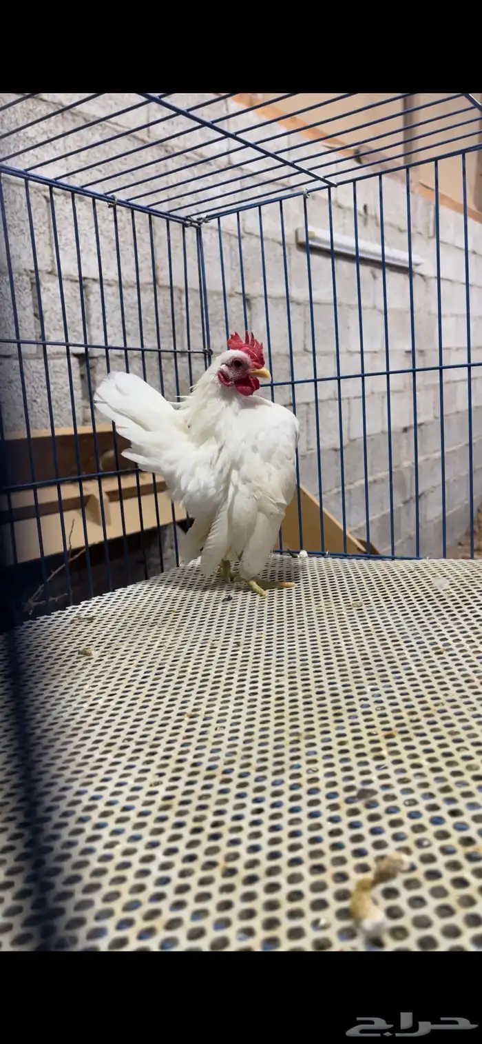 جوز دجاج سيراما 0