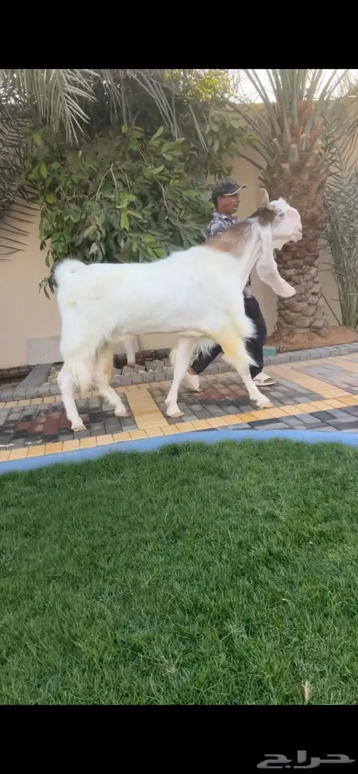 فحل مطور نادر 0