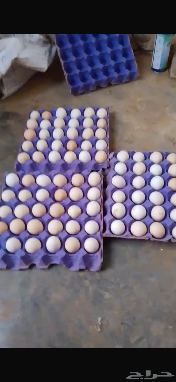 بيض بلدي ( مائده ) 0