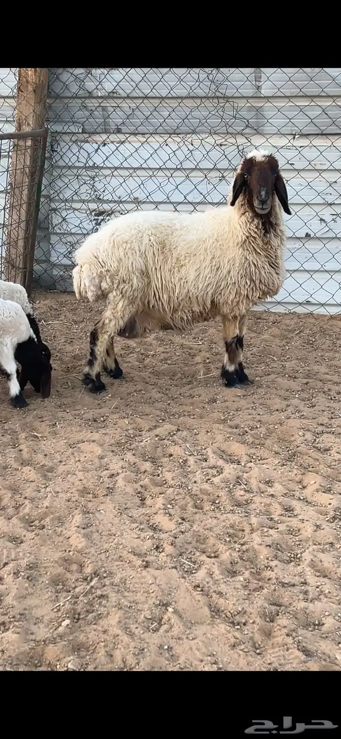 نعيمه متبع تم البيع 3