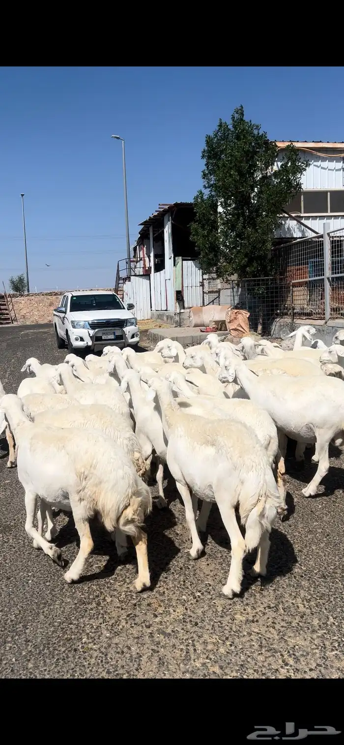 غنم حريات صنف وسم واحد 5