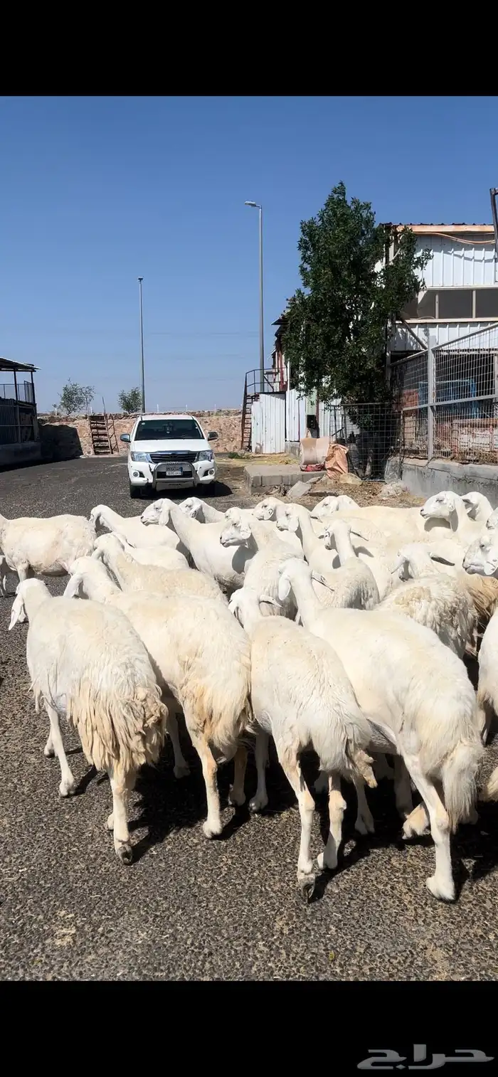 غنم حريات صنف وسم واحد 3