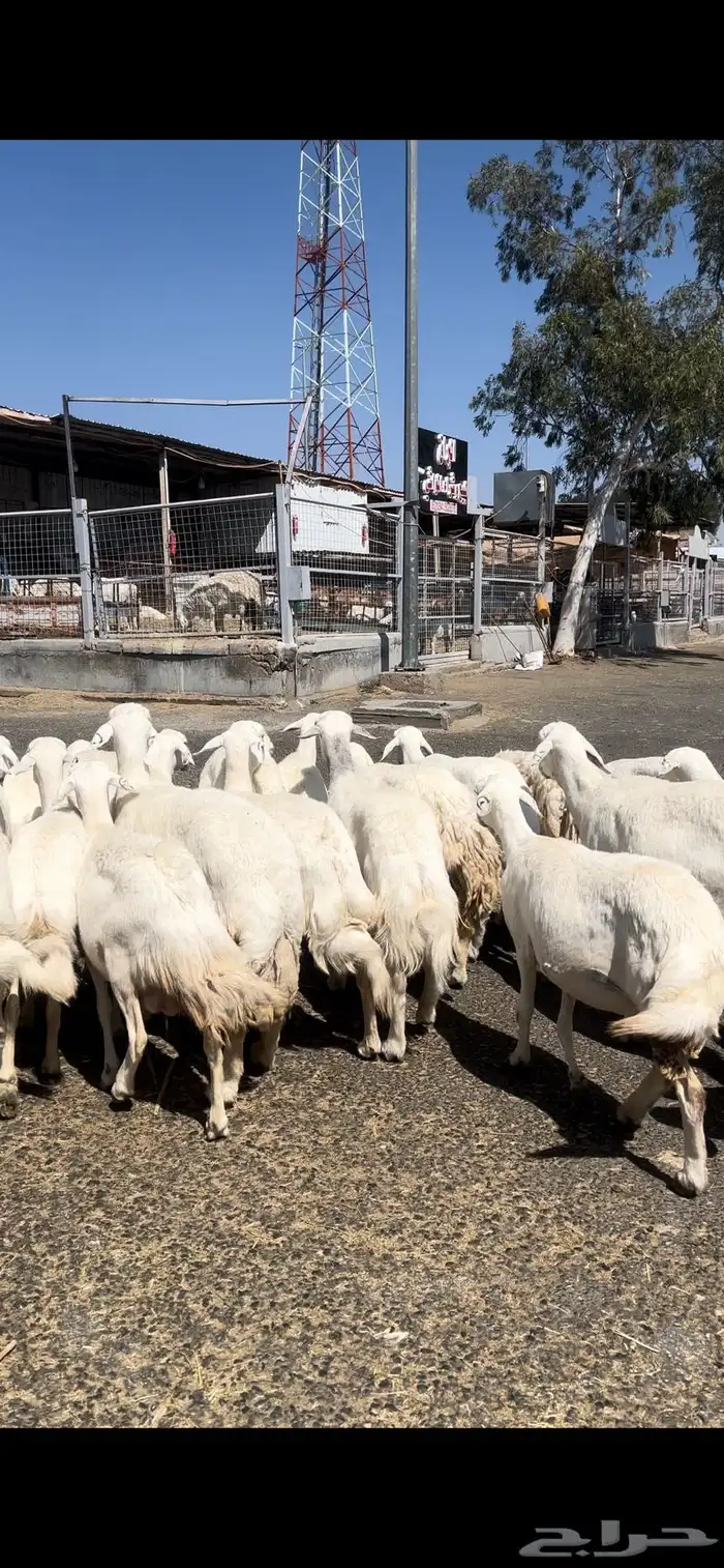 غنم حريات صنف وسم واحد 1