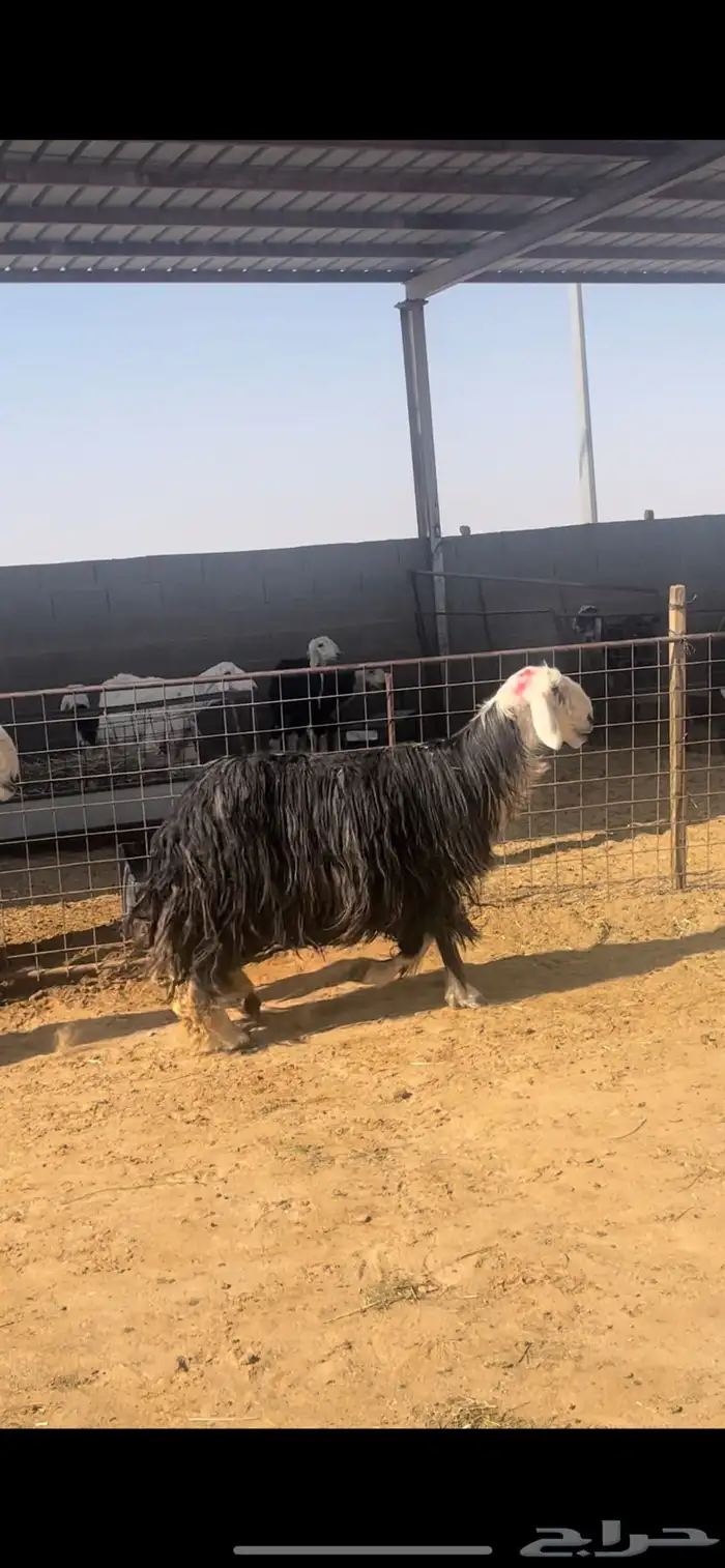 غنم نجد 10