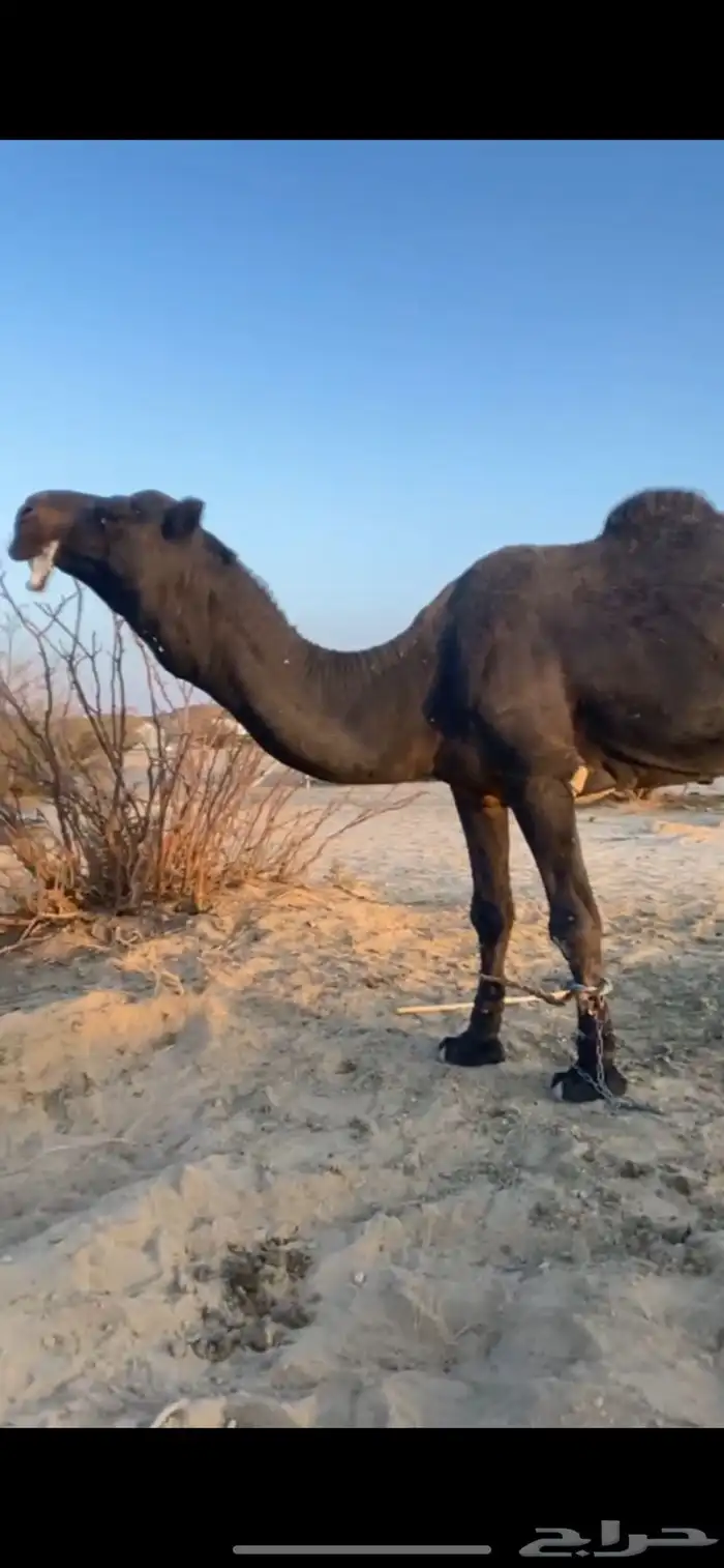 بعير مجهم كفو 2