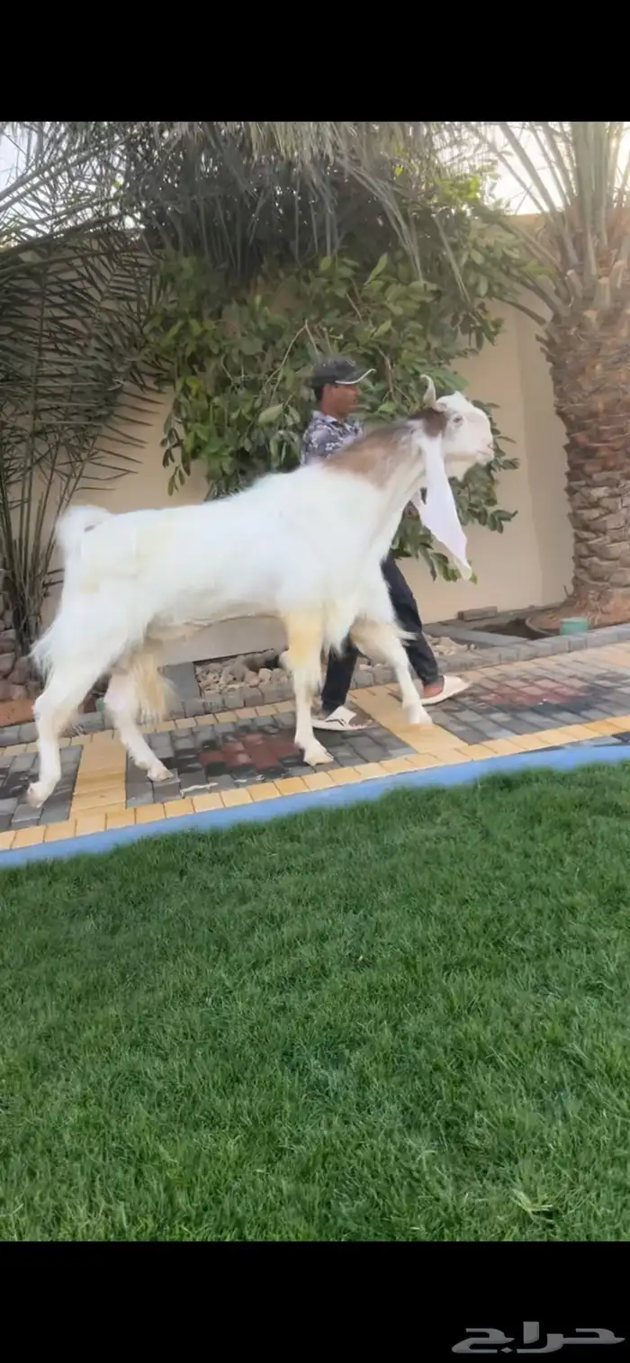 فحل مطور نادر 1