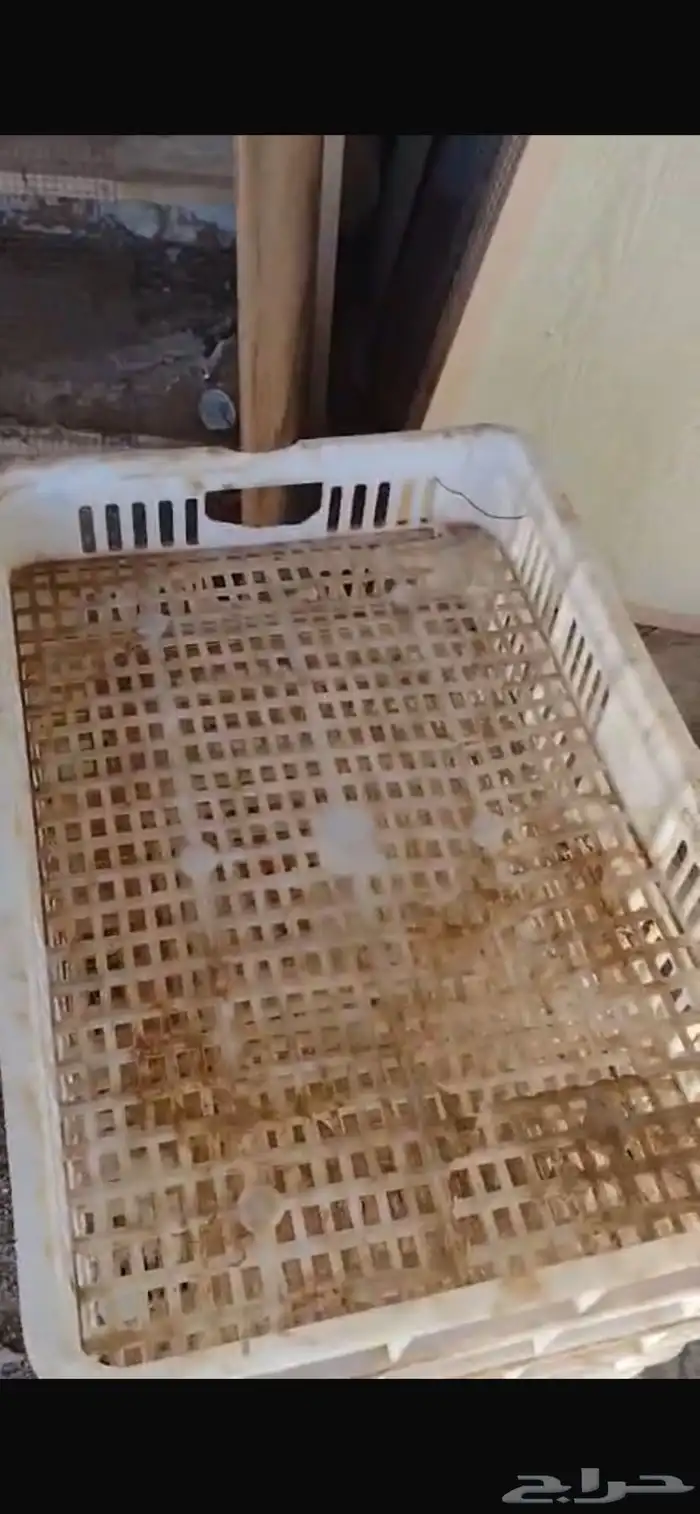 فقاسه عطلانه 7