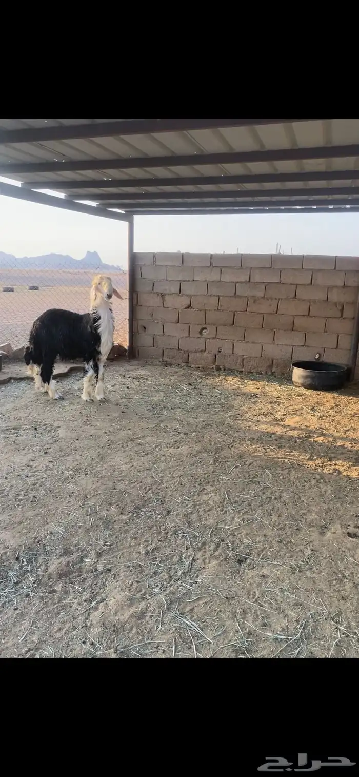 طلي نجدي مشروع فحل 0