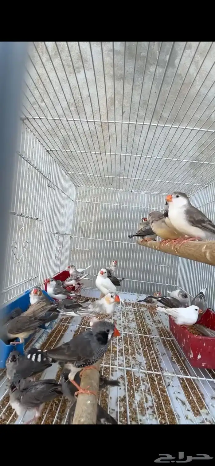 ماشاءالله زيبرا مع فروخهم 0